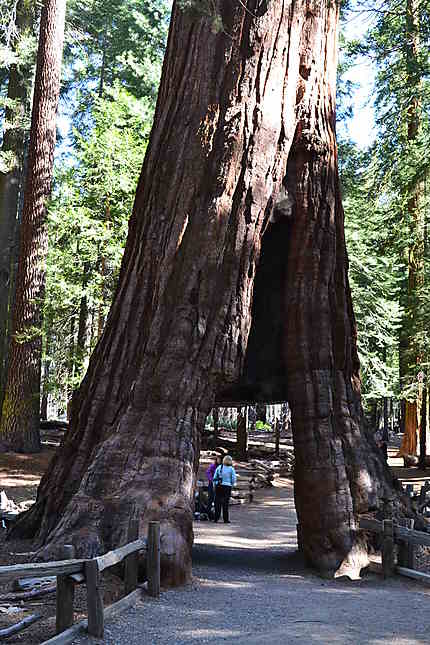 California Tunel Tree