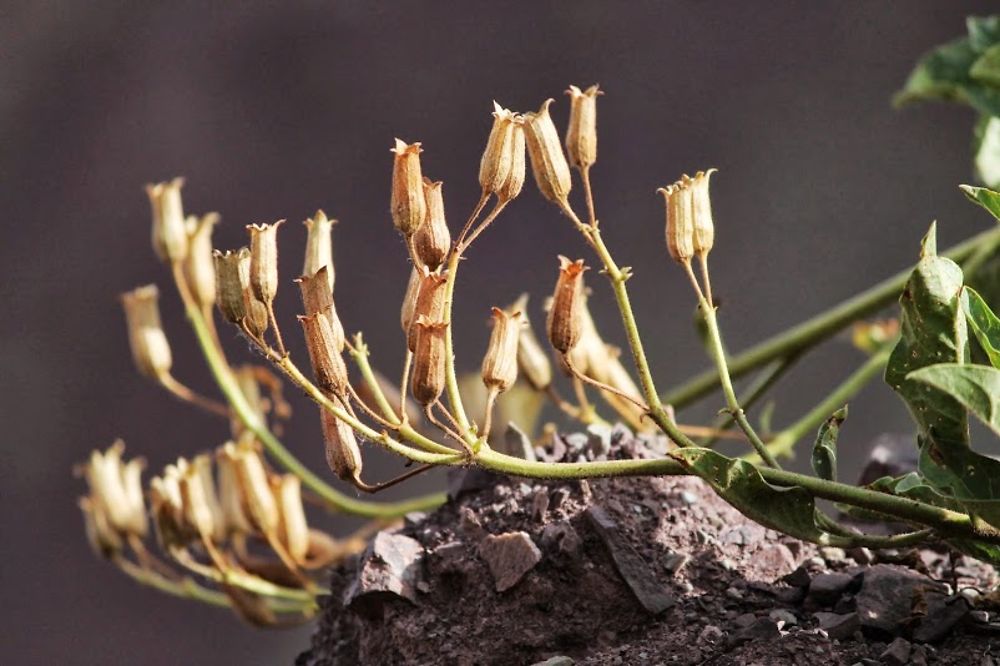 Petites plantes sèches