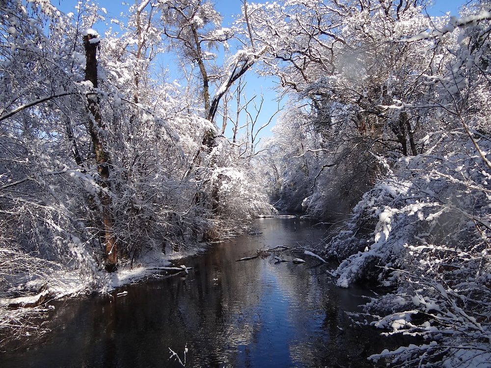 Neige sur le Schwarzwasser,  Forêt du Neuhof