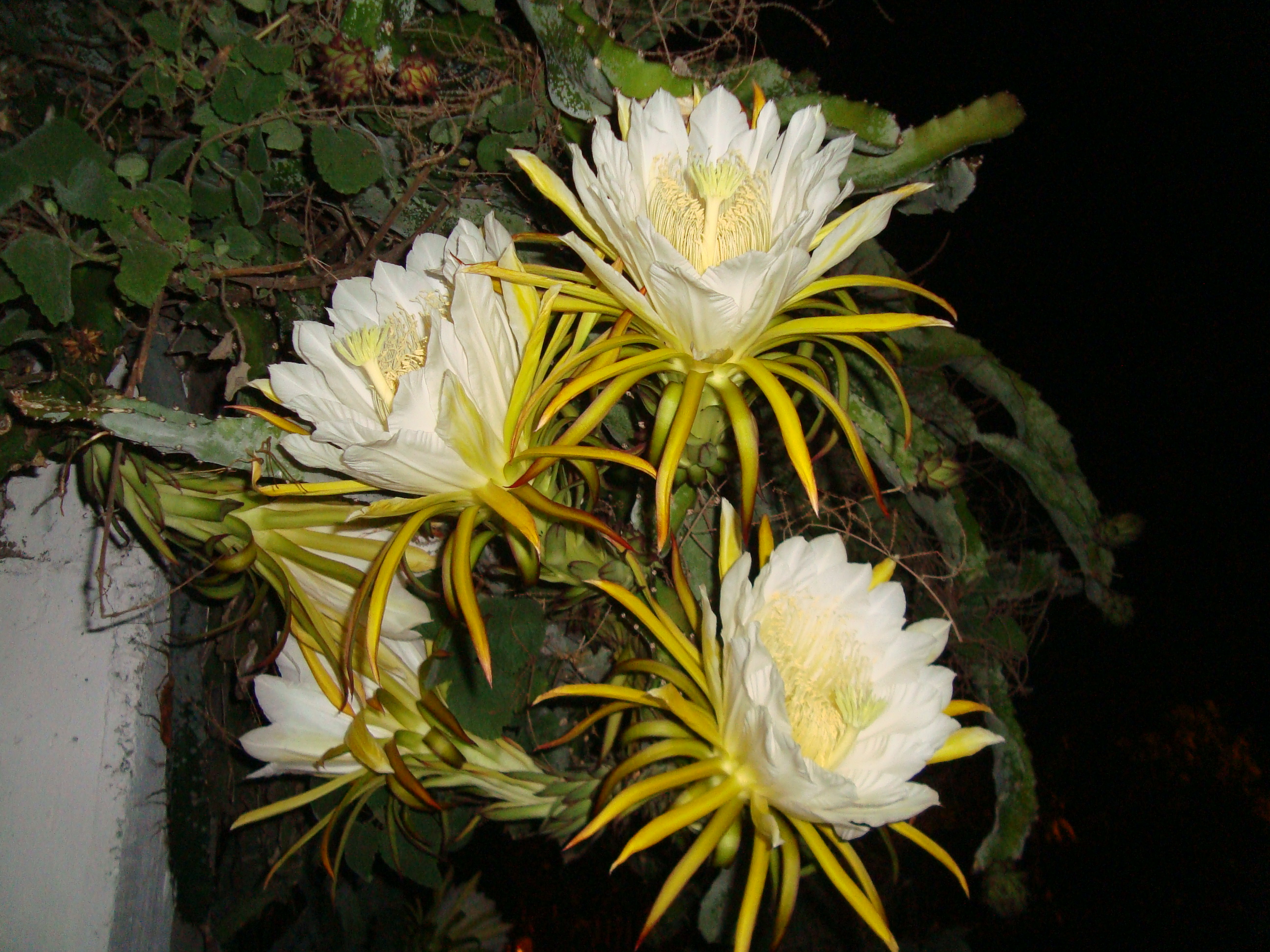 Pitaya Pitaya