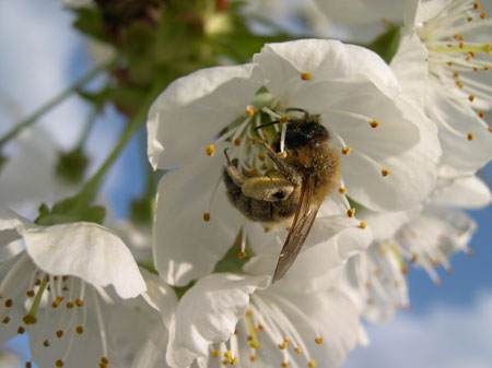 Bee in the cherry flower Bee in the cherry flower