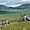 Zèbres dans le Ngorongoro