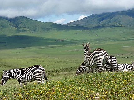 Zèbres dans le Ngorongoro