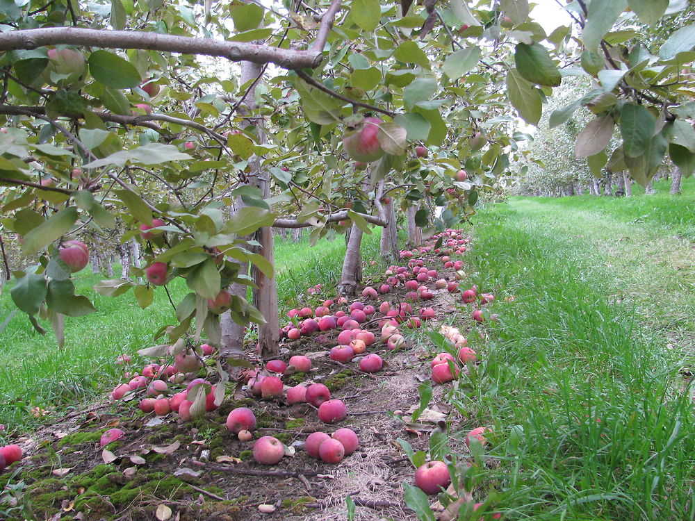 Pommes à Rougemont