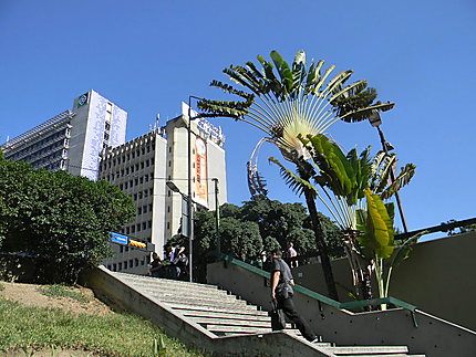 Caracas - Quartier Altamira