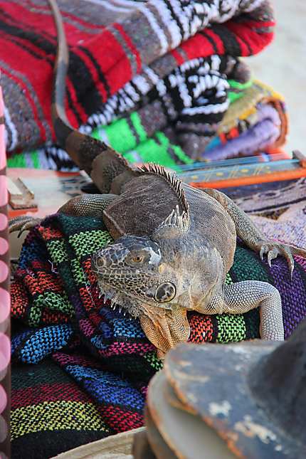Iguane du Mexique, Cozumel