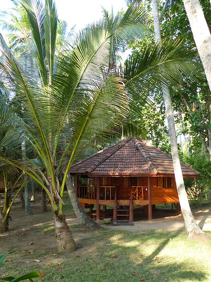 Cabane parmi les cocotiers
