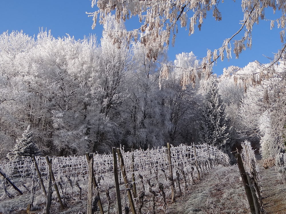 Vignoble alsacien sur fond de forêt vosgienne