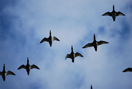Canards Canards