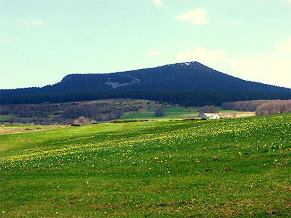 Jonquilles au mont Mezenc