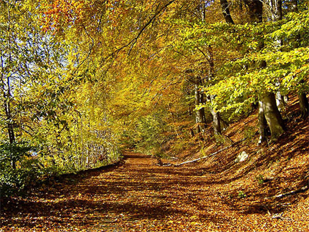 Couleurs d'automne à Halden