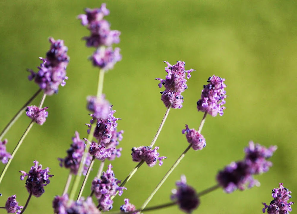 Fleurs bleues