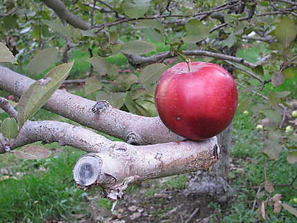 La pomme à Rougemont