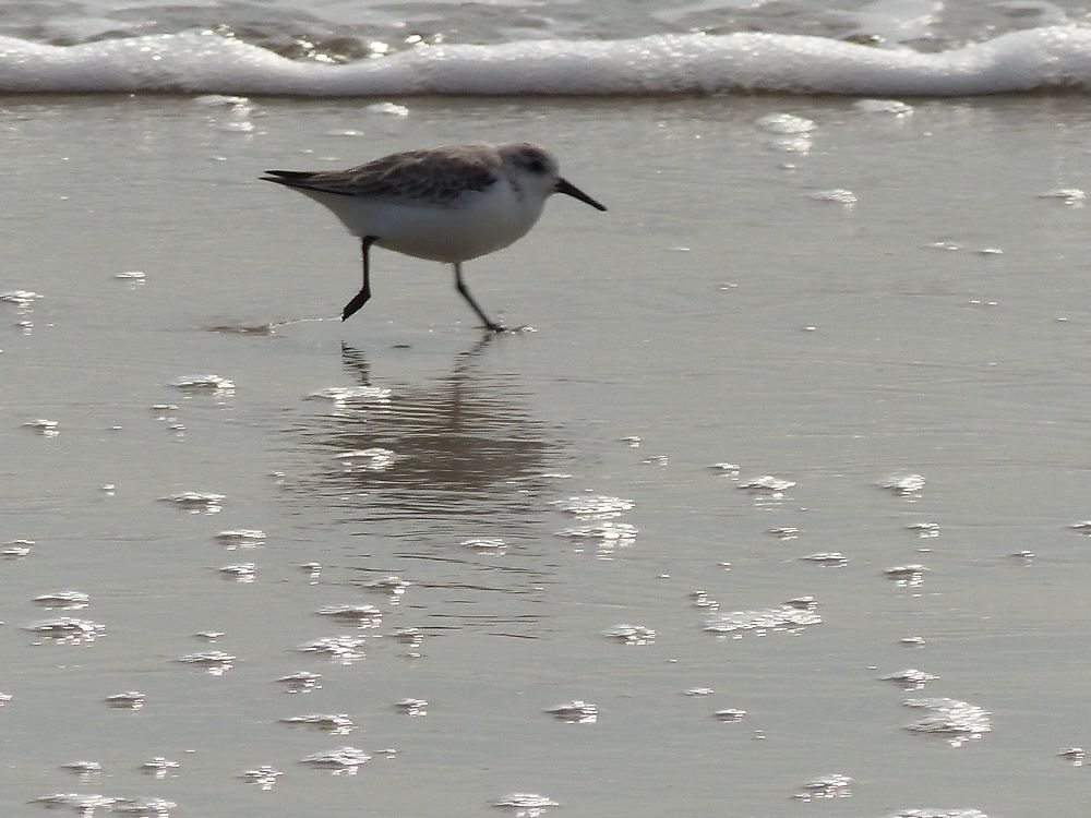 Bécasseau sanderling 