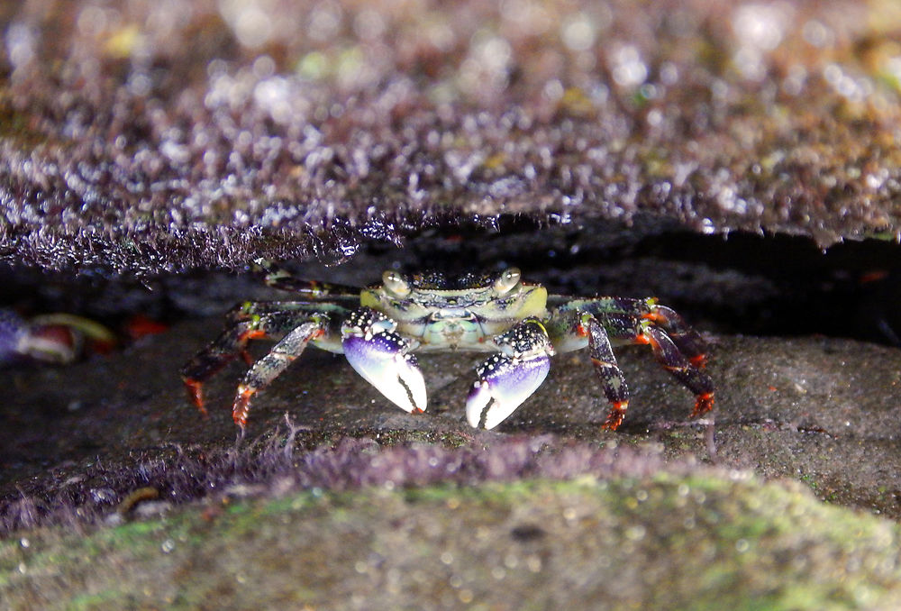 Curieux à pinces