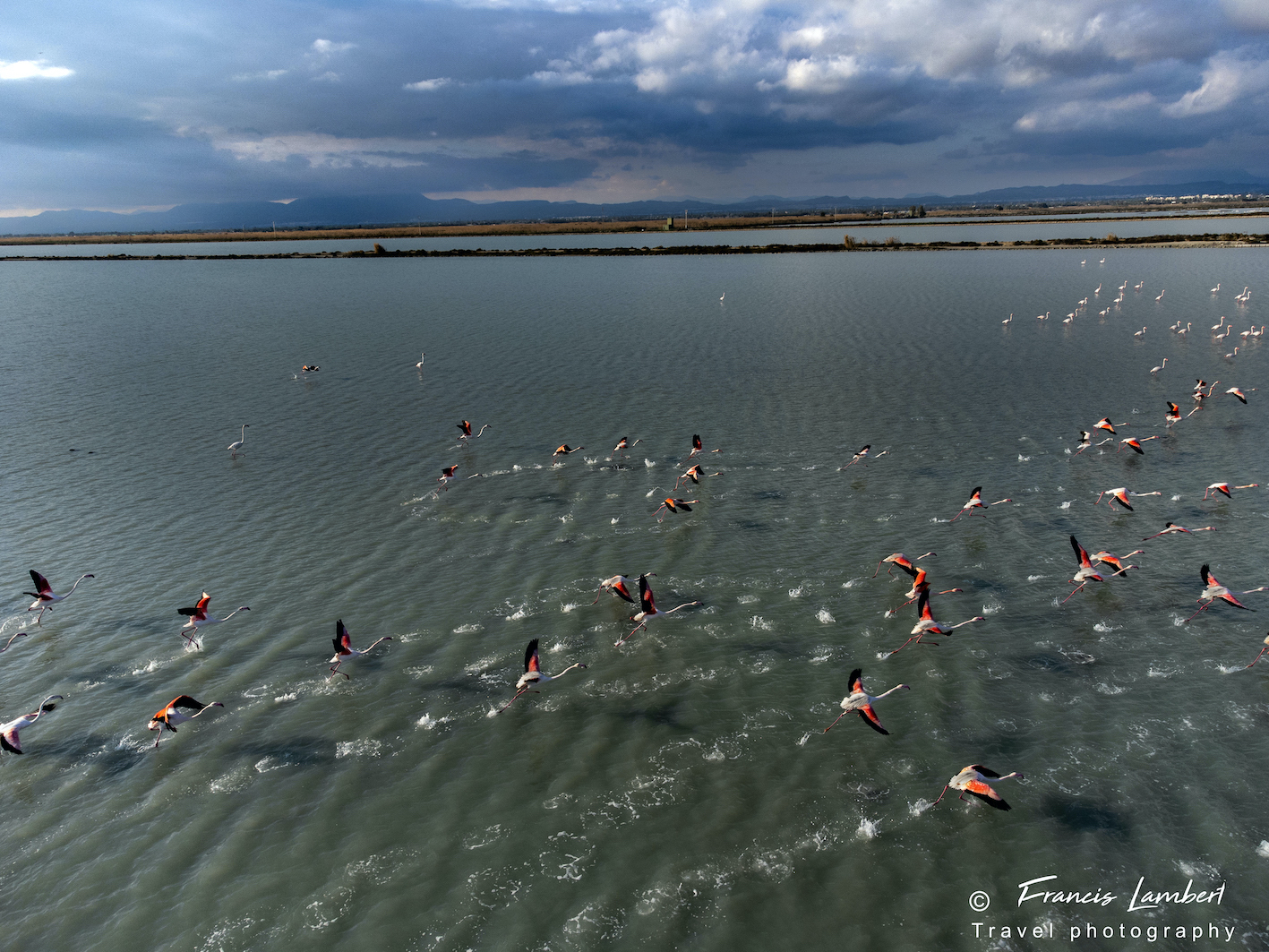 Envol de flamants roses Envol de flamants roses