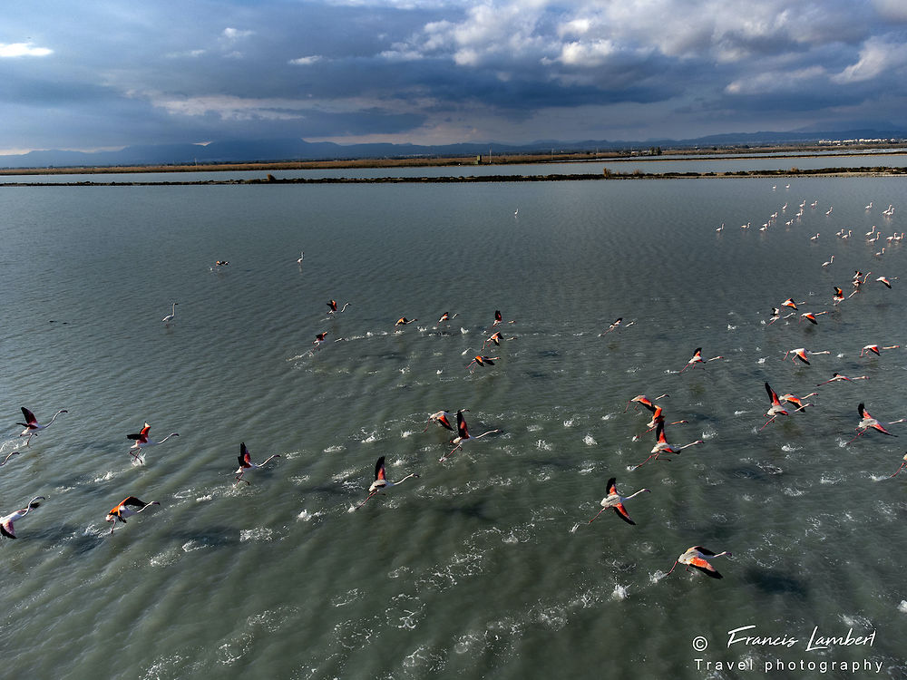 Envol de flamants roses