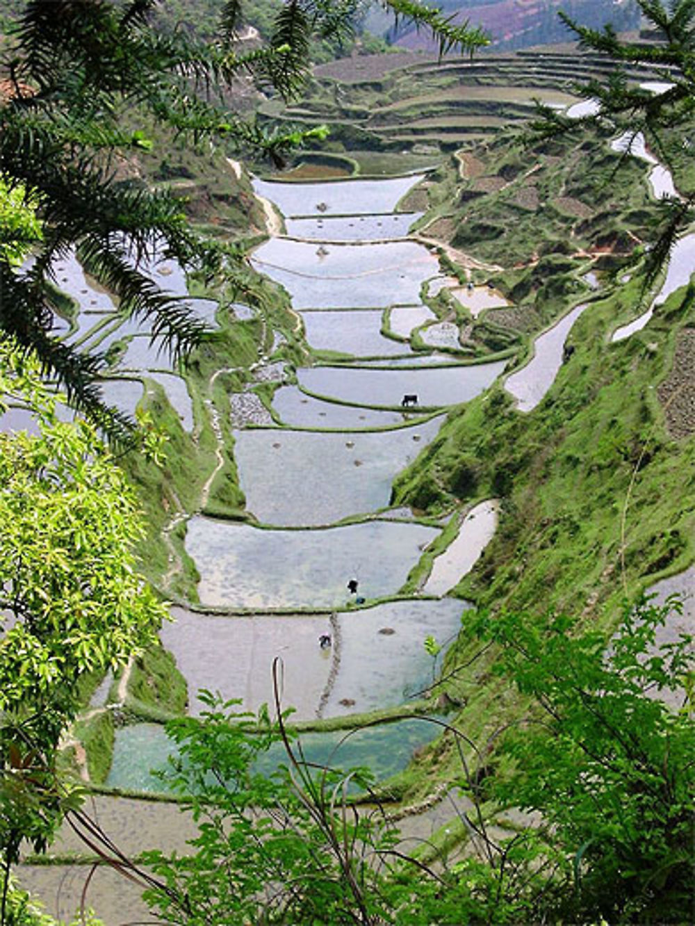 Cultures dans les montagnes du pays Miao