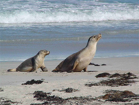 Lions de mer à Seal Bay