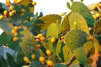 Cactus de Ni'lin