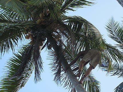 Le cueilleur de cocos