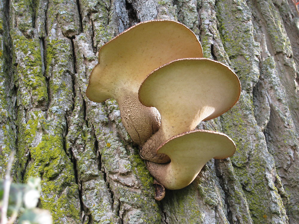 Champignons à Lacolle