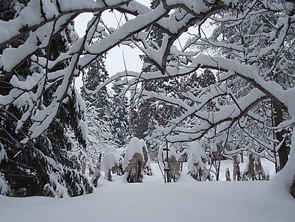 Paysage hivernal aux Jardins de Métis