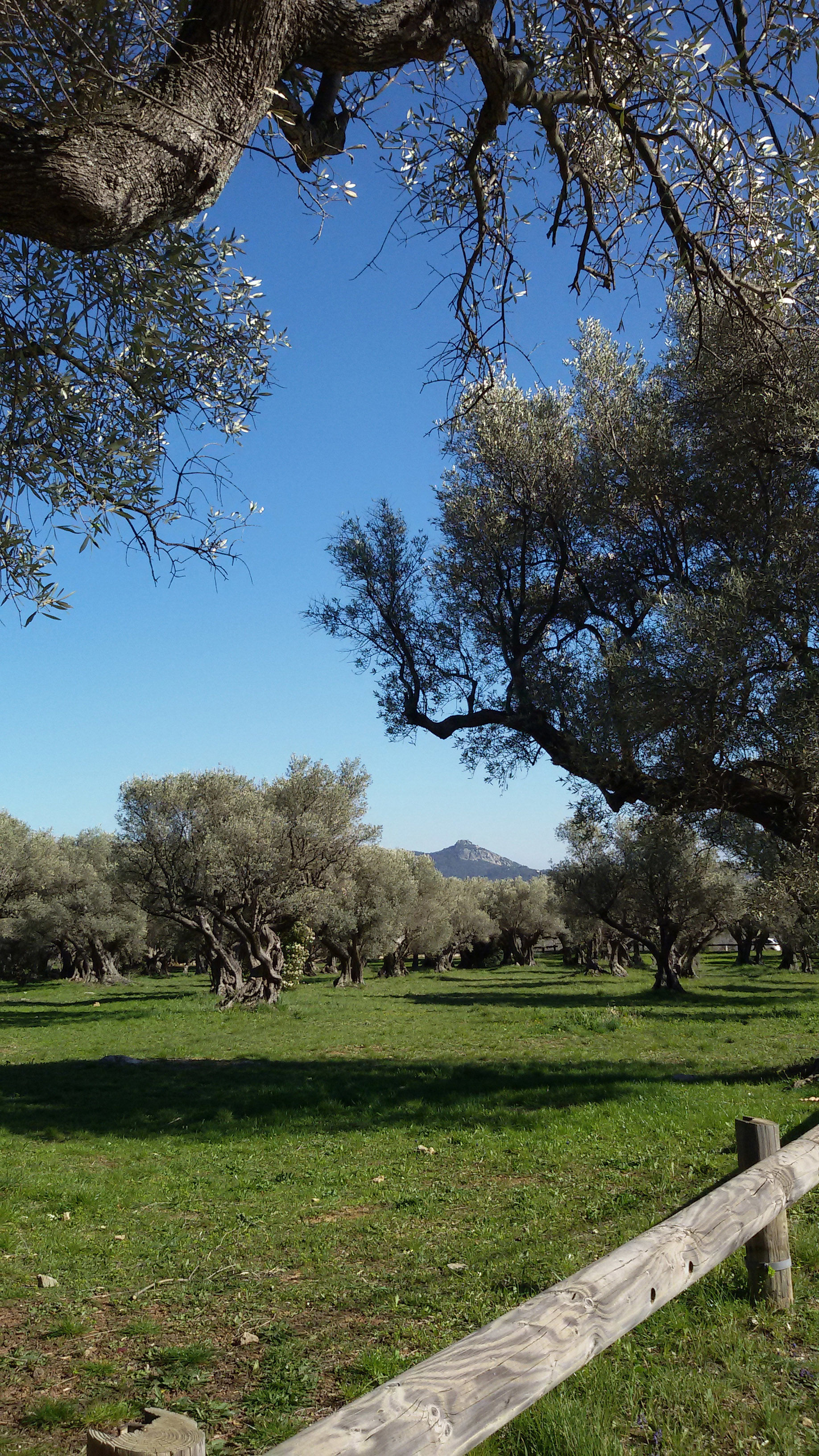 Les oliviers de La Farlède