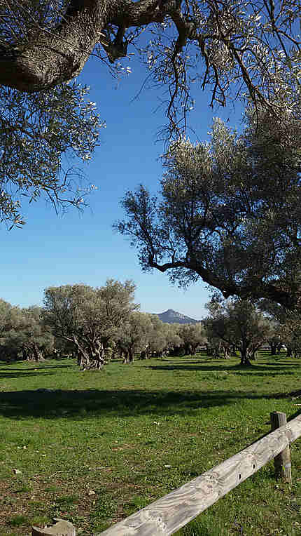 Les oliviers de La Farlède