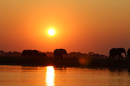 Coucher de soleil avec des éléphants