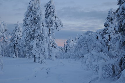 Forêt à Luosto, Finlande
