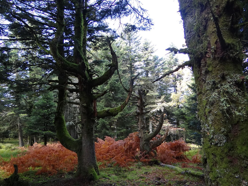 Arbres torturés au Schneeberg