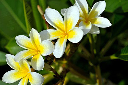 Frangipanier, fleur de l'amitié Frangipanier, fleur de l'amitié