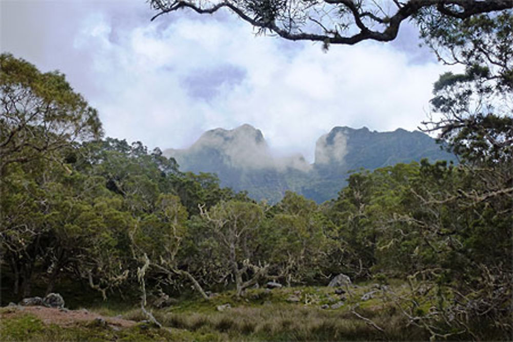 La Forêt de Tamarins des Hauts - Mafate