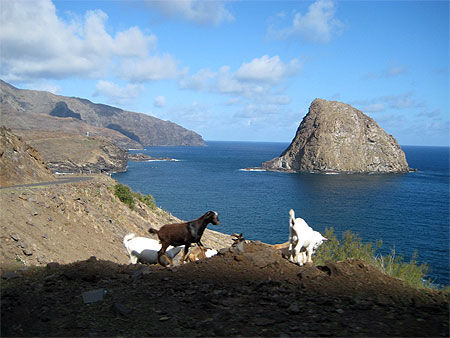 Chèvres à Ua Huka
