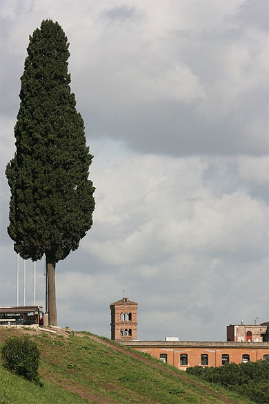 Un cyprès qui domine le Circus Maximus