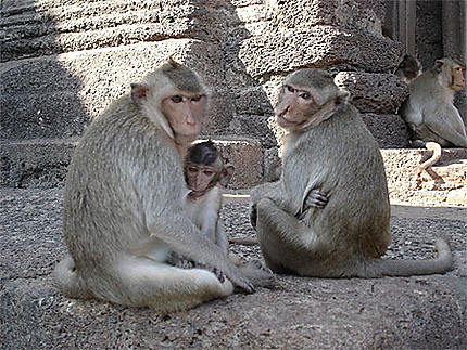 Famille de macaques