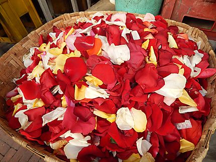 Pétales de roses vendues pour les messes