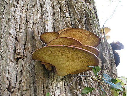 Champignons à Lacolle