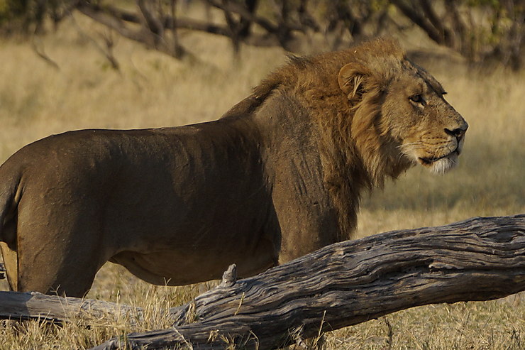 Lion au Parc national de Chobe, Botswana