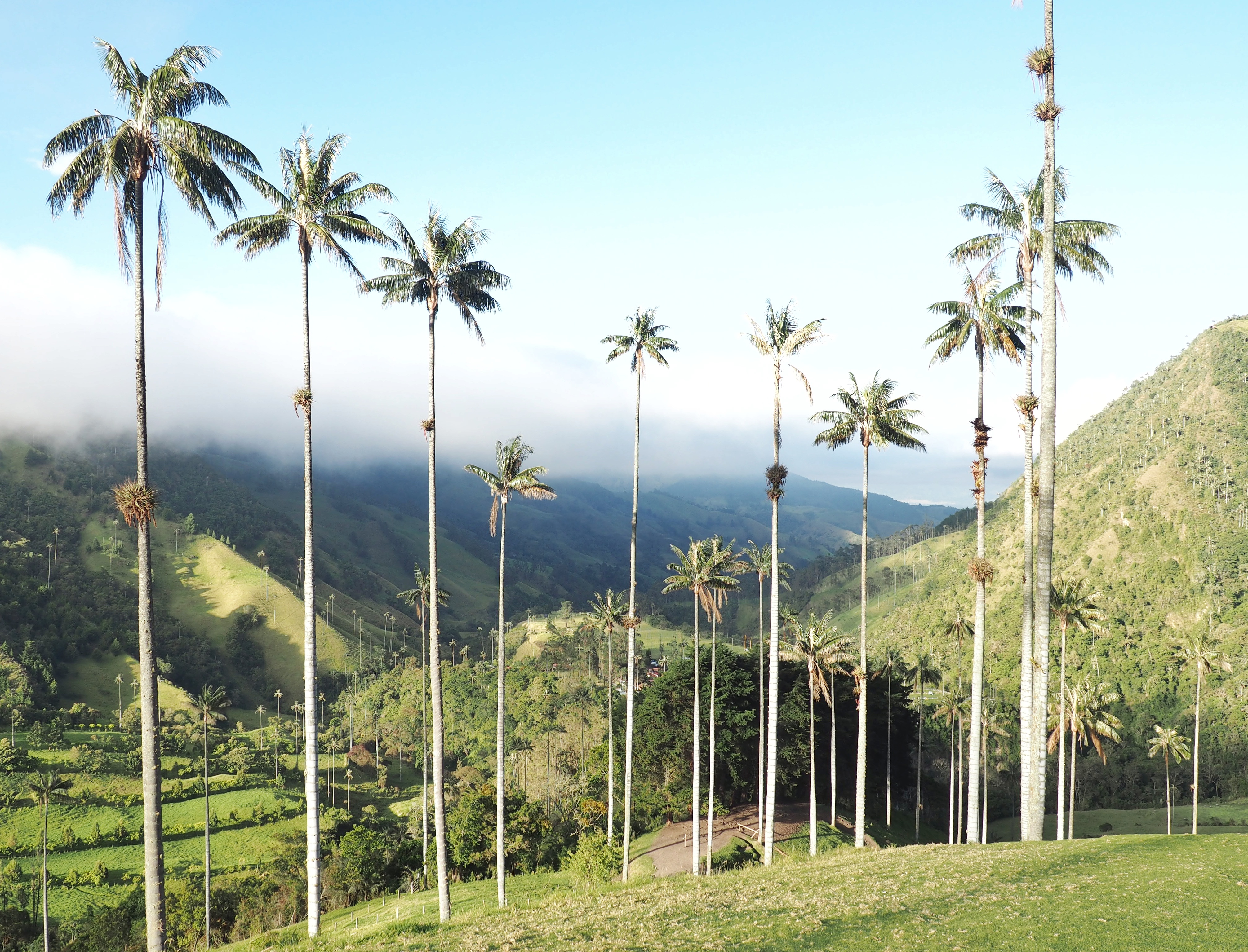 Vallée de Cocora Vallée de Cocora
