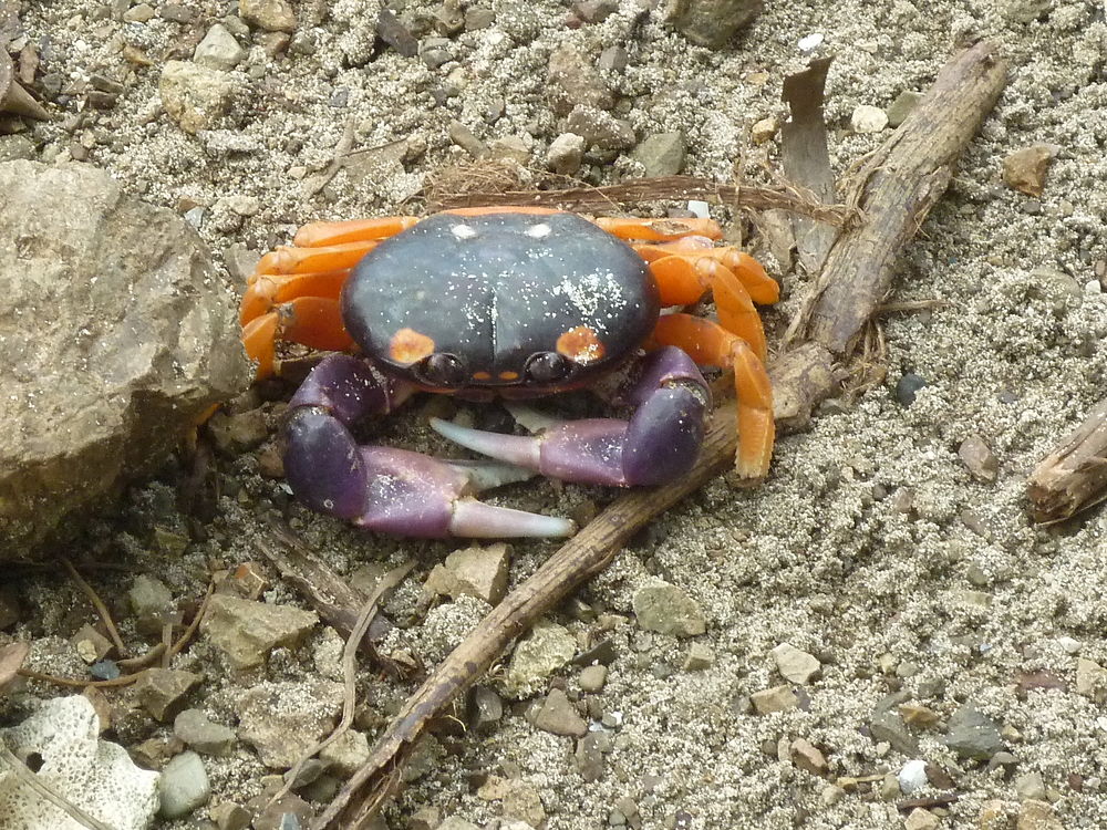 Les seuls habitants de l'Île de Tortuga