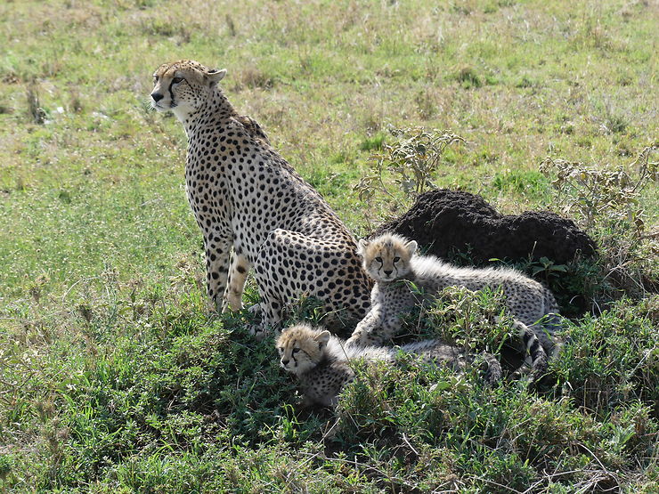 Maman guépard et ses deux petits - Parc national du Serengeti, Tanzanie