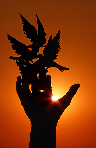 Les oiseaux de Kusadasi Les oiseaux de Kusadasi