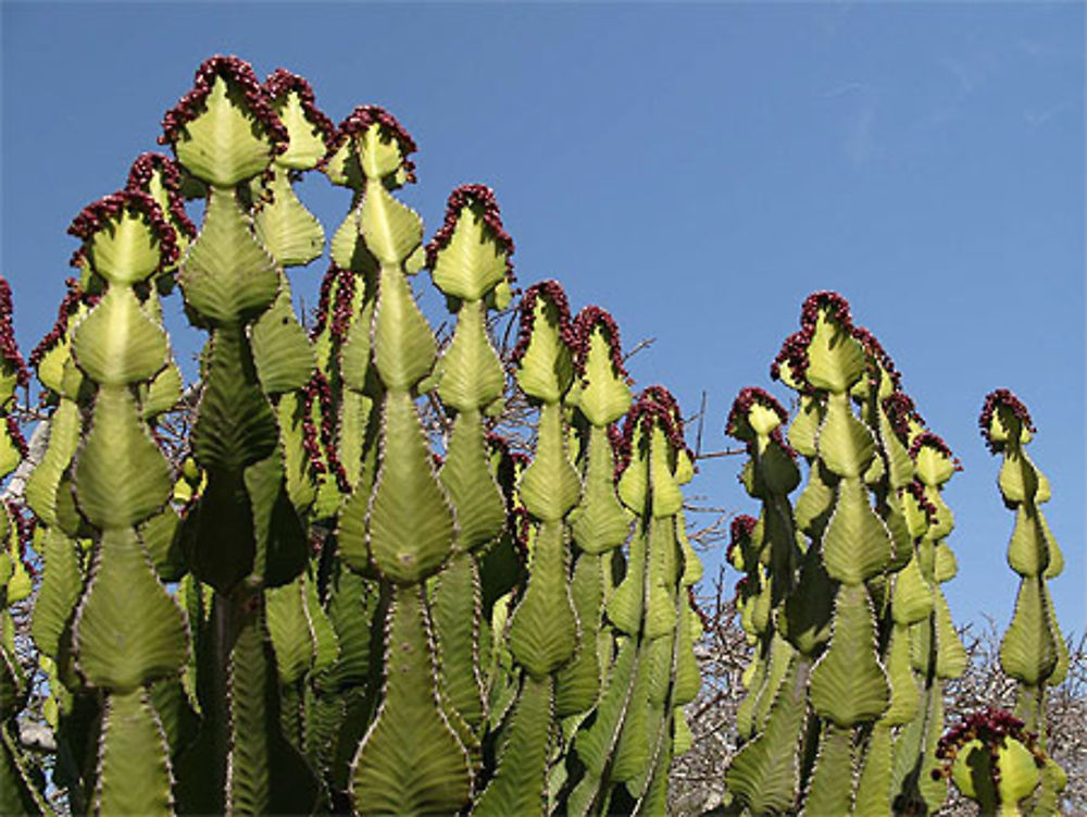 Cactus fleuri