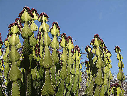 Cactus fleuri
