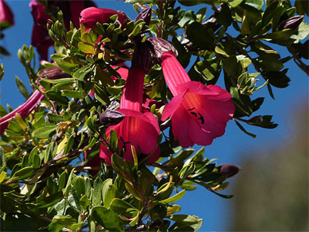 Fleur, emblème du Pérou