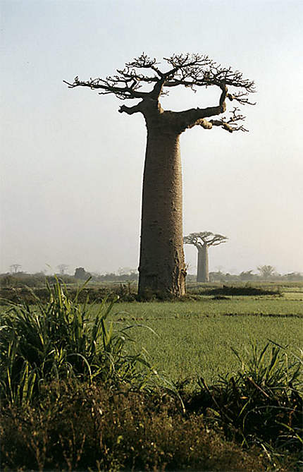 Baobab Morondave