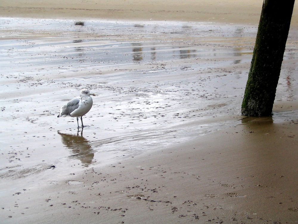 Balade sur la plage de Old Orchard Beach