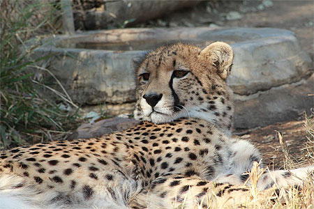 Guépard Guépard